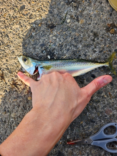 サバの釣果