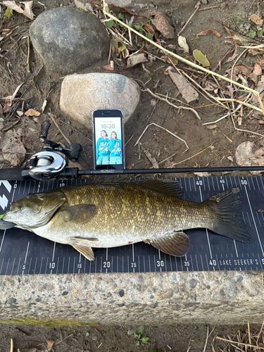 スモールマウスバスの釣果