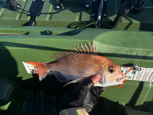 タイの釣果