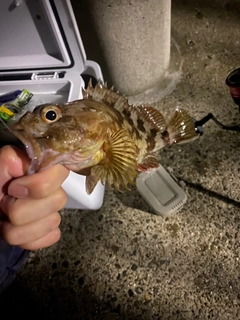 カサゴの釣果