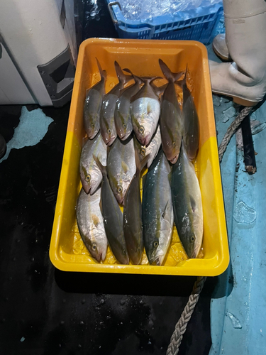 ショゴの釣果