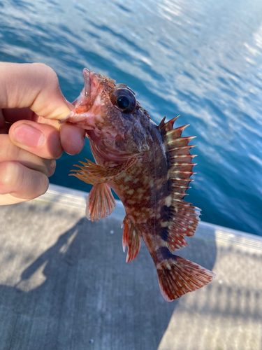 カサゴの釣果