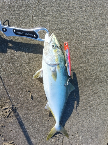 イナダの釣果