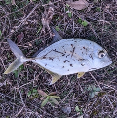 メッキの釣果