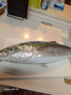 ハマチの釣果