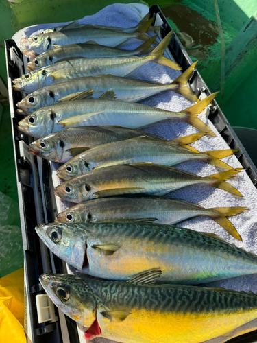 アジの釣果