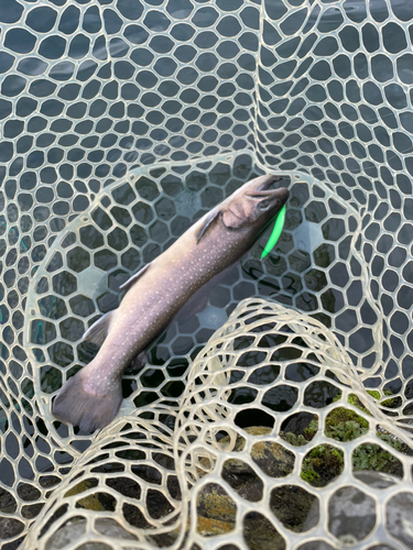 アメマスの釣果