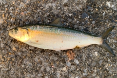 カタボシイワシの釣果