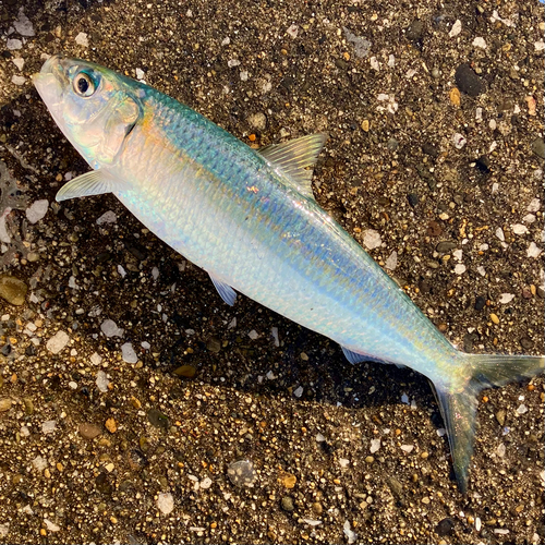 カタボシイワシの釣果