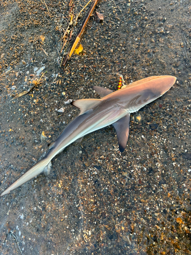 サメの釣果