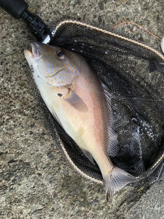 コロダイの釣果