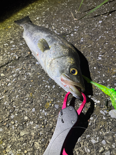 シーバスの釣果