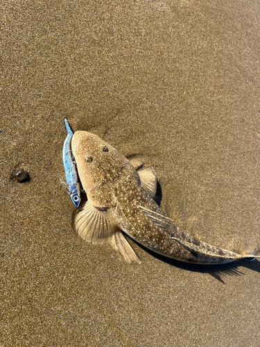 マゴチの釣果