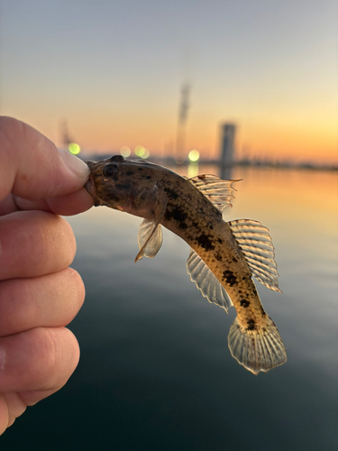 マハゼの釣果