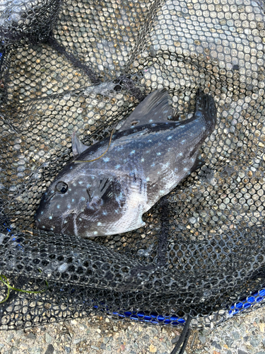 モンガラカワハギの釣果