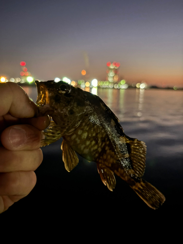 ガシラの釣果