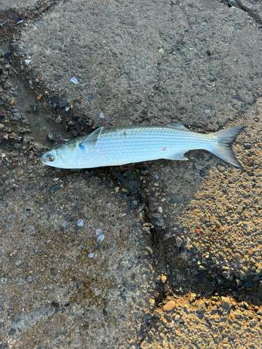 館山湾