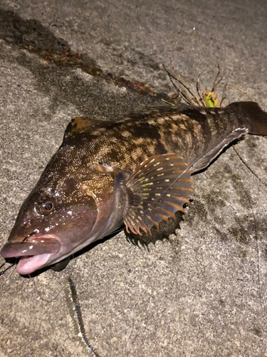 アイナメの釣果