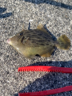 カワハギの釣果