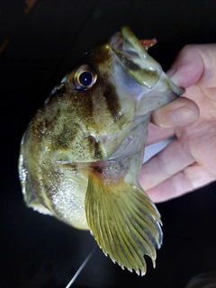 シマソイの釣果