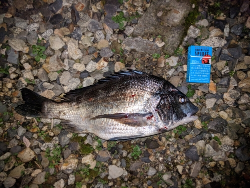 クロダイの釣果