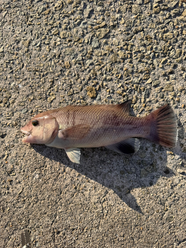 コブダイの釣果