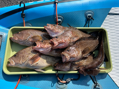 オオモンハタの釣果