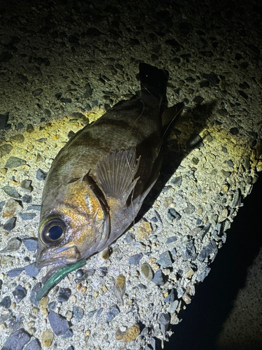 シロメバルの釣果