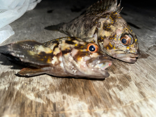 オウゴンムラソイの釣果