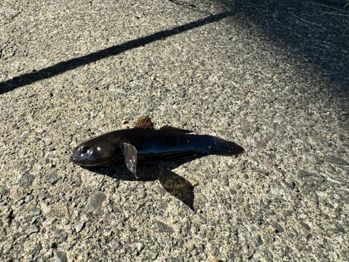 ヌマチチブの釣果