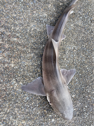 ドチザメの釣果