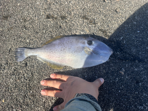 ウスバハギの釣果