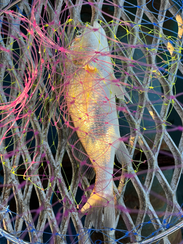 イシモチの釣果