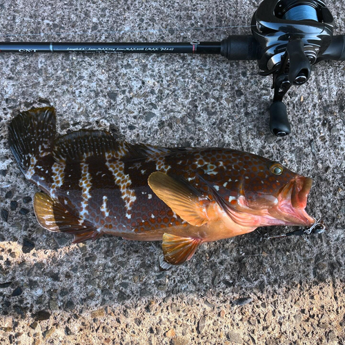 アコウの釣果