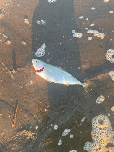 ワカシの釣果