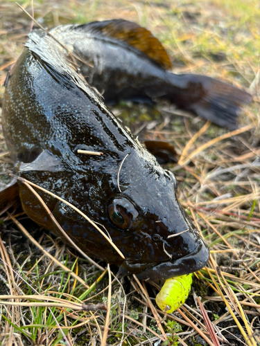 アイナメの釣果