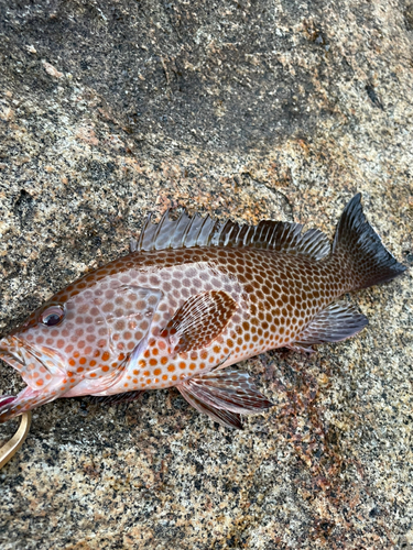 オオモンハタの釣果