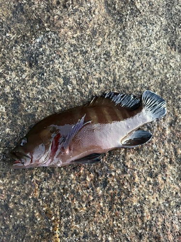 鹿児島湾南部