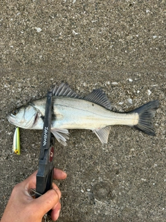 セイゴ（マルスズキ）の釣果