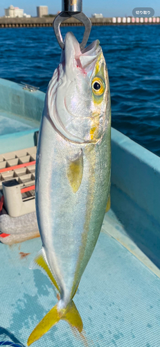 ツバスの釣果