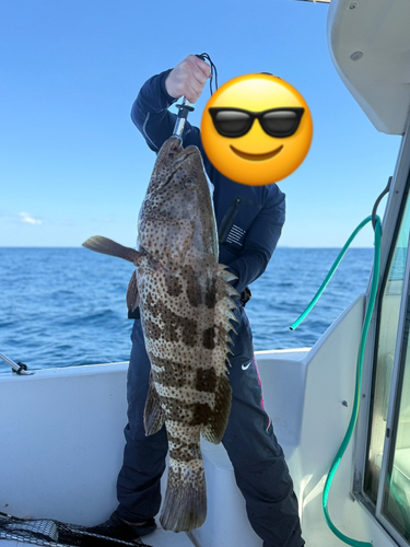 チャイロマルハタの釣果