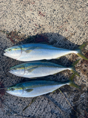 釣果