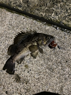 クロソイの釣果