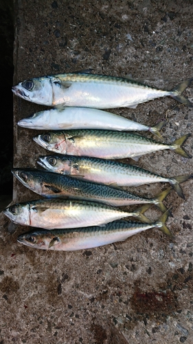 三陸海岸（青森）