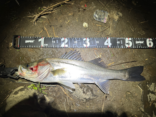 シーバスの釣果