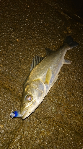 フッコ（マルスズキ）の釣果