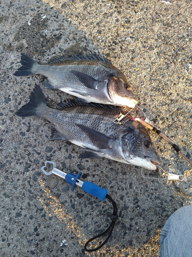 クロダイの釣果