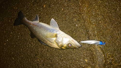 セイゴ（マルスズキ）の釣果