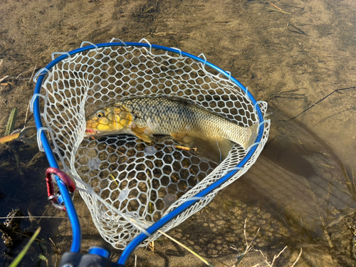 ニゴイの釣果