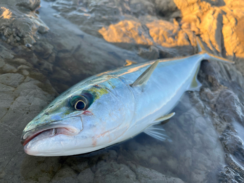 イナダの釣果